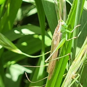 Conocephalus semivittatus at O'Connor, ACT - 30 Nov 2021 01:30 PM