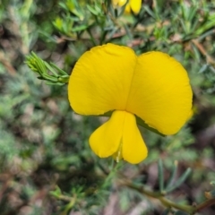 Gompholobium huegelii (Pale Wedge Pea) at Point 114 - 30 Nov 2021 by trevorpreston