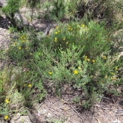 Gompholobium huegelii at O'Connor, ACT - 30 Nov 2021