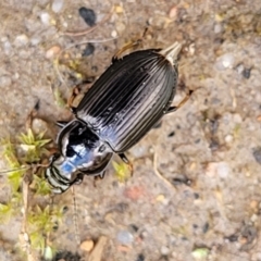 Harpalini (tribe) (Harpaline carab beetle) at O'Connor, ACT - 30 Nov 2021 by trevorpreston