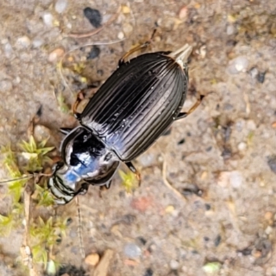 Harpalini sp. (tribe) (Harpaline carab beetle) at O'Connor, ACT - 30 Nov 2021 by trevorpreston