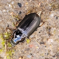 Harpalini sp. (tribe) at O'Connor, ACT - 30 Nov 2021