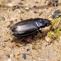 Harpalini sp. (tribe) at O'Connor, ACT - 30 Nov 2021 01:43 PM