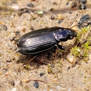 Harpalini sp. (tribe) at O'Connor, ACT - 30 Nov 2021 01:43 PM