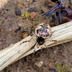 Euryopis splendens (Splendid tick spider) at O'Connor, ACT - 30 Nov 2021 by trevorpreston