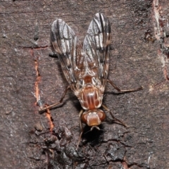 Pyrgotidae sp. (family) (A pyrgotid fly) at ANBG - 28 Nov 2021 by TimL