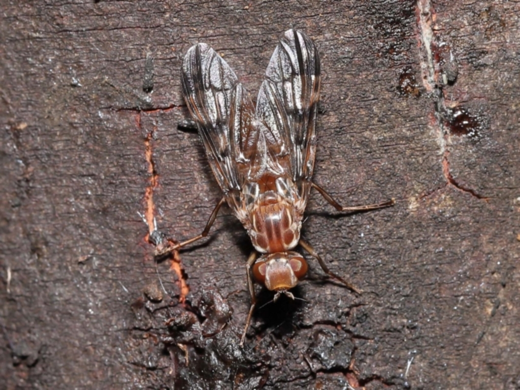 Pyrgotidae sp. (family) at Acton, ACT - 28 Nov 2021
