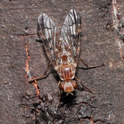Pyrgotidae sp. (family) (A pyrgotid fly) at Acton, ACT - 28 Nov 2021 by TimL