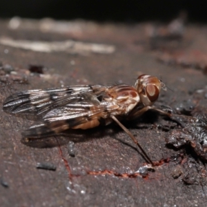 Pyrgotidae sp. (family) at Acton, ACT - 28 Nov 2021