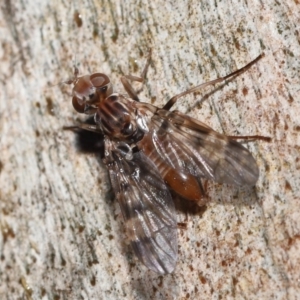 Pyrgotidae sp. (family) at Acton, ACT - 26 Nov 2021