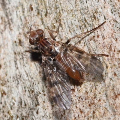 Pyrgotidae sp. (family) (A pyrgotid fly) at Acton, ACT - 26 Nov 2021 by TimL