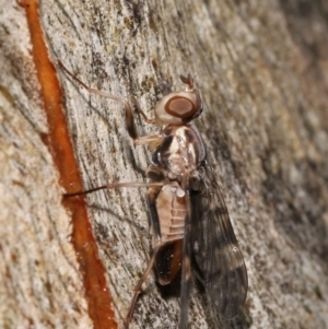 Pyrgotidae sp. (family) at Acton, ACT - 26 Nov 2021