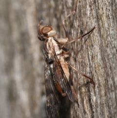 Pyrgotidae sp. (family) at Acton, ACT - 26 Nov 2021