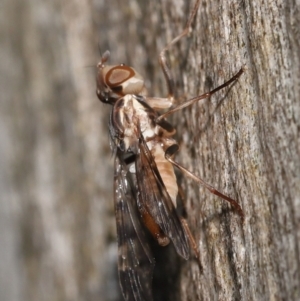 Pyrgotidae sp. (family) at Acton, ACT - 26 Nov 2021