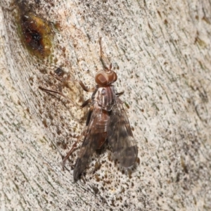 Pyrgotidae sp. (family) at Acton, ACT - 26 Nov 2021