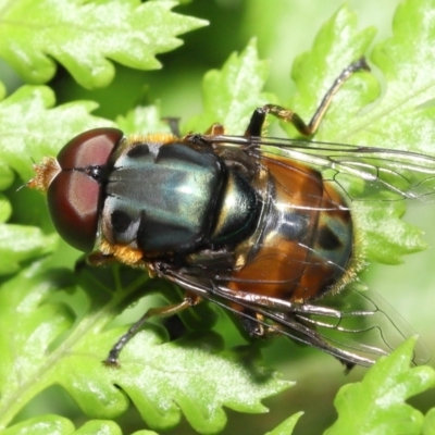 Austalis copiosa (Hover fly) at Acton, ACT - 28 Nov 2021 by TimL