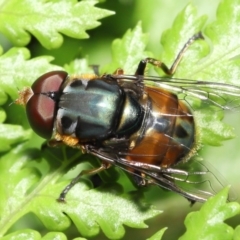 Unidentified Blow fly (Calliphoridae) (TBC) at Acton, ACT - 27 Nov 2021 by TimL