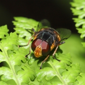 Austalis copiosa at Acton, ACT - 28 Nov 2021