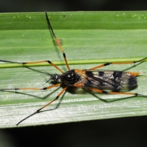 Gynoplistia (Gynoplistia) bella at Acton, ACT - 28 Nov 2021