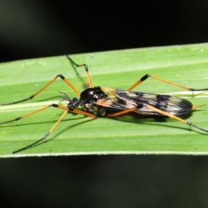 Gynoplistia (Gynoplistia) bella at Acton, ACT - 28 Nov 2021