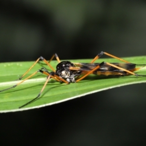 Gynoplistia (Gynoplistia) bella at Acton, ACT - 28 Nov 2021