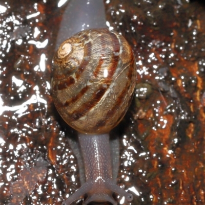 Cornu aspersum (Common Garden Snail) at ANBG - 26 Nov 2021 by TimL