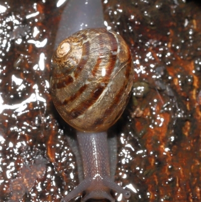 Cornu aspersum (Common Garden Snail) at Acton, ACT - 26 Nov 2021 by TimL