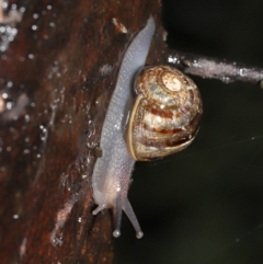 Cornu aspersum at Acton, ACT - 26 Nov 2021 11:49 AM