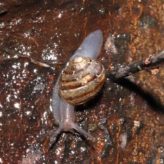 Cornu aspersum at Acton, ACT - 26 Nov 2021 11:49 AM