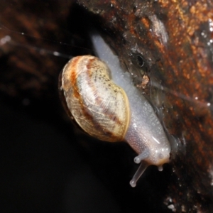 Cornu aspersum at Acton, ACT - 26 Nov 2021