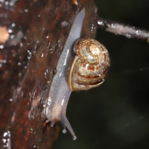 Cornu aspersum at Acton, ACT - 26 Nov 2021 11:49 AM