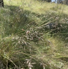 Rytidosperma pallidum (Red-anther Wallaby Grass) at Hawker, ACT - 30 Nov 2021 by JohnBrannan