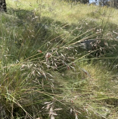 Rytidosperma pallidum (Red-anther Wallaby Grass) at Hawker, ACT - 30 Nov 2021 by JohnBrannan