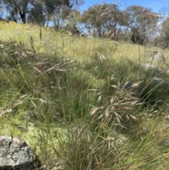 Rytidosperma pallidum at Hawker, ACT - 30 Nov 2021