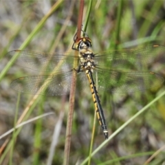 Hemicordulia tau (Tau Emerald) at Tralee, NSW - 30 Nov 2021 by JohnBundock