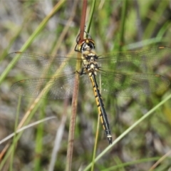 Hemicordulia tau (Tau Emerald) at Tuggeranong Pines - 29 Nov 2021 by JohnBundock