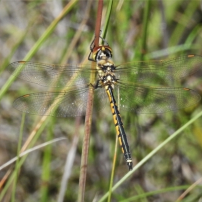 Hemicordulia tau (Tau Emerald) at Tralee, NSW - 30 Nov 2021 by JohnBundock