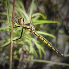 Hemicordulia tau at Tralee, NSW - 30 Nov 2021 10:28 AM