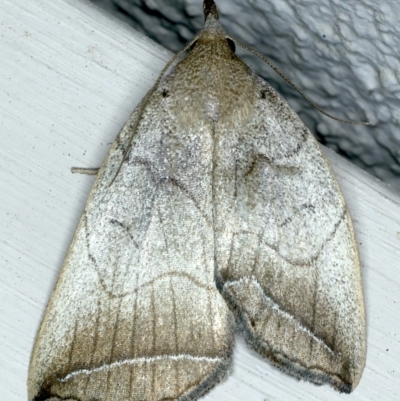 Simplicia armatalis (Crescent Moth) at Ainslie, ACT - 8 Nov 2021 by jb2602