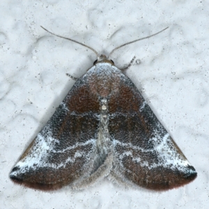 Mataeomera (genus) at Ainslie, ACT - 7 Nov 2021