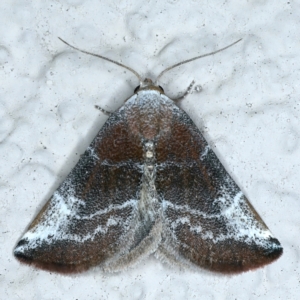 Mataeomera (genus) at Ainslie, ACT - 7 Nov 2021 09:11 PM