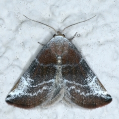 Mataeomera (genus) (A Scale Moth) at Ainslie, ACT - 7 Nov 2021 by jbromilow50
