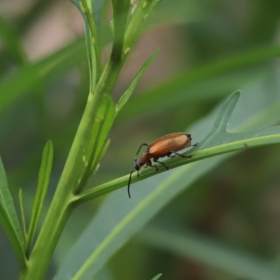 Ecnolagria grandis (Honeybrown beetle) at Cook, ACT - 25 Nov 2021 by Tammy