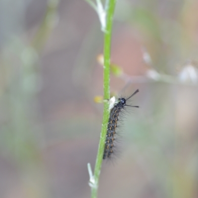 Nyctemera amicus (Senecio Moth, Magpie Moth, Cineraria Moth) at QPRC LGA - 22 Dec 2020 by natureguy