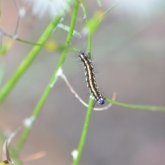 Nyctemera amicus (Senecio or Magpie moth) at Wamboin, NSW - 22 Dec 2020 by natureguy