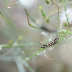 Nyctemera amicus at Wamboin, NSW - 22 Dec 2020