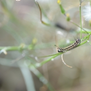 Nyctemera amicus at Wamboin, NSW - 22 Dec 2020