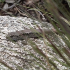 Liopholis montana (Mountain Skink, Tan-backed Skink) at Namadgi National Park - 29 Nov 2021 by RAllen