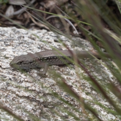 Liopholis montana (Mountain Skink, Tan-backed Skink) at Namadgi National Park - 29 Nov 2021 by RAllen