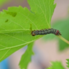 Phalaenoides glycinae (Grapevine Moth) at QPRC LGA - 22 Dec 2020 by natureguy